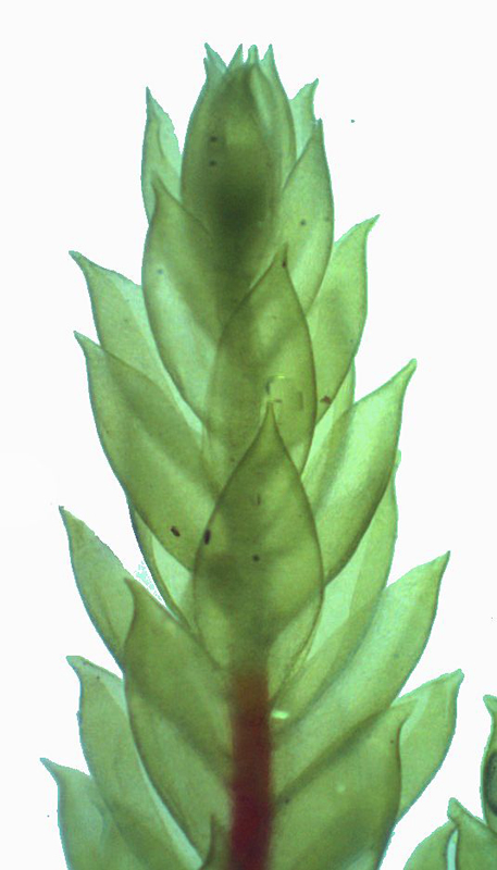 Pleurozium schreberi